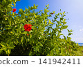 Ocean views and hibiscus flowers from Ayamaru Cape Observatory - A vacation on Amami Oshima, a World Heritage Site (Amami Oshima, Kagoshima Prefecture) 141942411