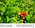 Ocean views and hibiscus flowers from Ayamaru Cape Observatory - A vacation on Amami Oshima, a World Heritage Site (Amami Oshima, Kagoshima Prefecture) 141942412
