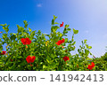 Ocean views and hibiscus flowers from Ayamaru Cape Observatory - A vacation on Amami Oshima, a World Heritage Site (Amami Oshima, Kagoshima Prefecture) 141942413
