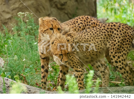 Young cheetahs playing together representing juvenile interaction and growth behavior. Young cheetahs playing together representing juvenile interaction and growth behavior. 141942442