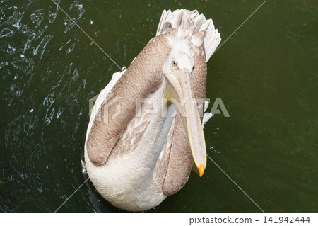 Pelican Pelecanus crispus observing surroundings representing curiosity in avian species. Pelican Pelecanus crispus observing surroundings representing curiosity in avian species. 141942444