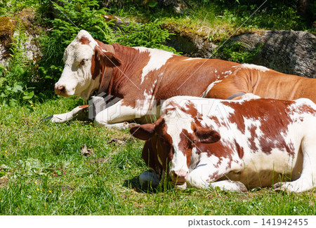 Cows near woodland fence demonstrating sustainable agriculture and forest edge pasture ecology. Cows near woodland fence demonstrating sustainable agriculture and forest edge pasture ecology. 141942455