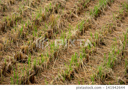 Green rice sprouts emerging in the rice paddies after the harvest. 141942644