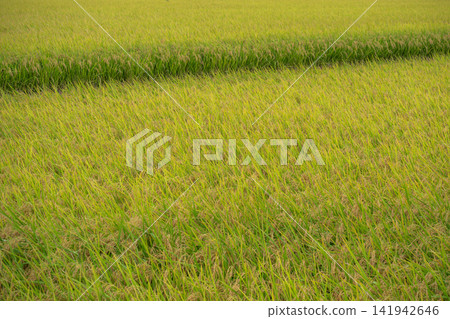 A landscape of rice paddies with golden rice stalks ripening. A landscape of rice paddies with golden rice stalks ripening. 141942646