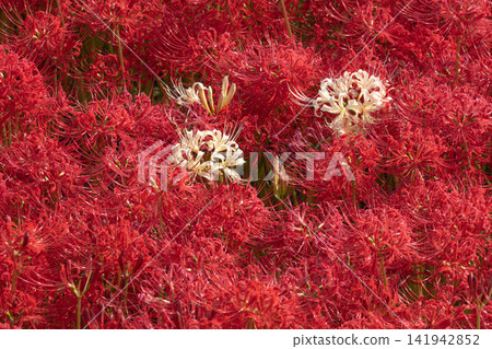 A landscape in full bloom with vibrant red and white spider lilies. A landscape in full bloom with vibrant red and white spider lilies. 141942852
