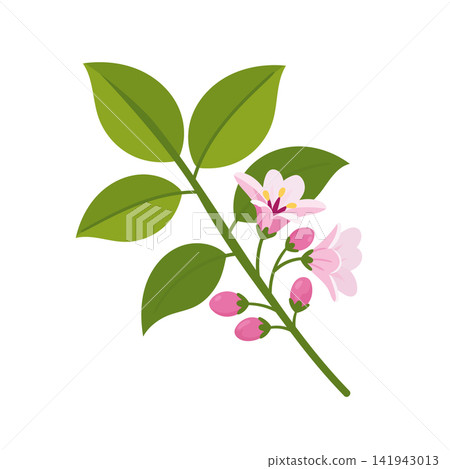 Flat vector illustration of a starfruit blossom branch with green leaves and pink flowers. Tropical botanical clipart isolated on white background for design. Flat vector illustration of a starfruit blossom branch with green leaves and pink flowers. Tropical botanical clipart isolated on white background for design. 141943013