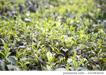 Close up view of fresh green tea leaves growing in a plantation field Close up view of fresh green tea leaves growing in a plantation field 141943020