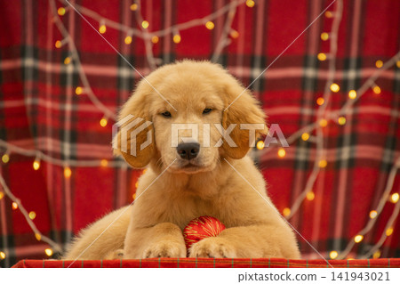 Adorable Golden Retriever puppy resting paws on a red Christmas bauble against festive plaid backdrop with twinkling lights. Adorable Golden Retriever puppy resting paws on a red Christmas bauble against festive plaid backdrop with twinkling lights. 141943021