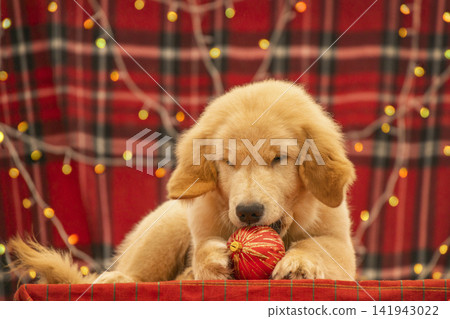Playful Golden Retriever puppy chewing on a red Christmas tree ornament against red plaid background with holiday garland lights. Playful Golden Retriever puppy chewing on a red Christmas tree ornament against red plaid background with holiday garland lights. 141943022