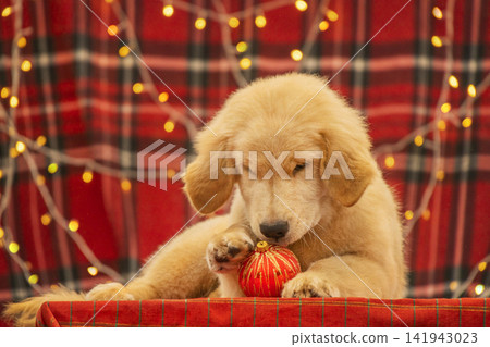 Playful Golden Retriever puppy chewing on a red Christmas tree ornament against red plaid background with holiday garland lights. Playful Golden Retriever puppy chewing on a red Christmas tree ornament against red plaid background with holiday garland lights. 141943023