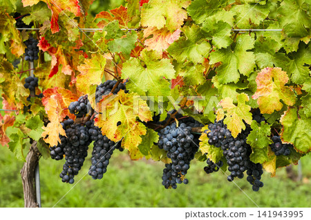 Ripe dark grapes hanging on the vine in a vineyard, illustrating the natural ripening stage in eco friendly viticulture. Ripe dark grapes hanging on the vine in a vineyard, illustrating the natural ripening stage in eco friendly viticulture. 141943995