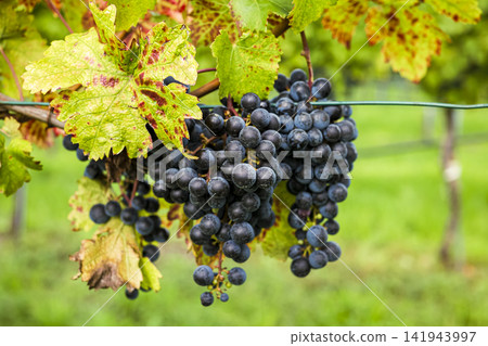 Bunch of ripe dark grapes hanging on the vine in a vineyard, illustrating organic vineyard aesthetics in the pre harvest period. Bunch of ripe dark grapes hanging on the vine in a vineyard, illustrating organic vineyard aesthetics in the pre harvest period. 141943997