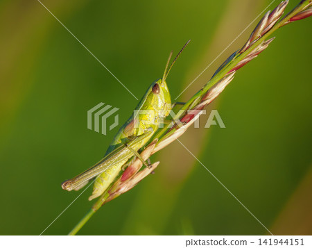 Tiny green grasshopper insect perching on a wild cereal stalk in a summer meadow. Close-up macro photography with sharp details and blurred bright green background. Ideal for nature and eco concept 141944151