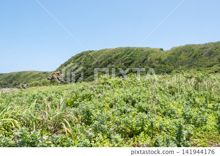 A grassy landscape on Jogashima Beach in Kanagawa Prefecture. A grassy landscape on Jogashima Beach in Kanagawa Prefecture. 141944176