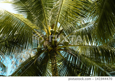 Tropical Coconut Palm Tree with Lush Green Greenery Tropical Coconut Palm Tree with Lush Green Greenery 141944470