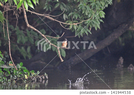 Saitama Prefecture, Sayama City, Chikozan Park, Kingfisher (Kingfisher) Saitama Prefecture, Sayama City, Chikozan Park, Kingfisher (Kingfisher) 141944538