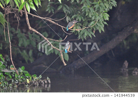 Saitama Prefecture, Sayama City, Chikozan Park, Kingfisher (Kingfisher) Saitama Prefecture, Sayama City, Chikozan Park, Kingfisher (Kingfisher) 141944539