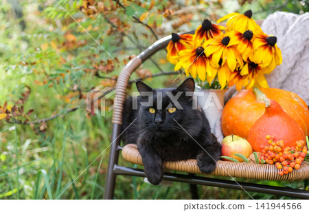 Black cat with yellow eyes lies on wicker chair among orange pumpkins, yellow rudbeckia flowers, apples, and rowan berries in garden Black cat with yellow eyes lies on wicker chair among orange pumpkins, yellow rudbeckia flowers, apples, and rowan berries in garden 141944566