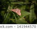 A wood moth on the leaves 141944570