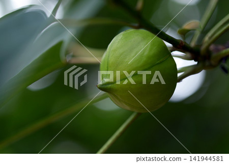 Jatropha Jatropha 141944581