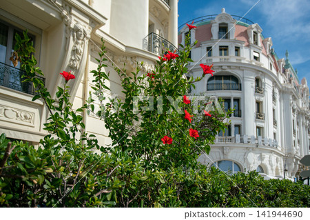 Hibiscus flowering  (bush ot tree)  with red  blossoms on Promenade des Anglais  (behind maybe  hotel Negresco 141944690