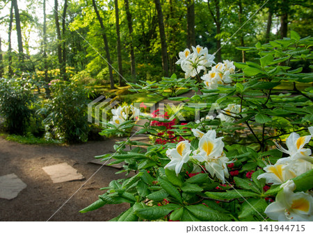 Amazing white flowers tree in japanese agarden on the Hague Amazing white flowers tree in japanese agarden on the Hague 141944715