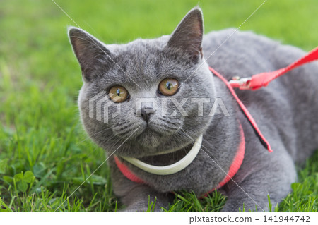 British short hair cat wearing white collar outdoors on grass. British short hair cat wearing white collar outdoors on grass. 141944742