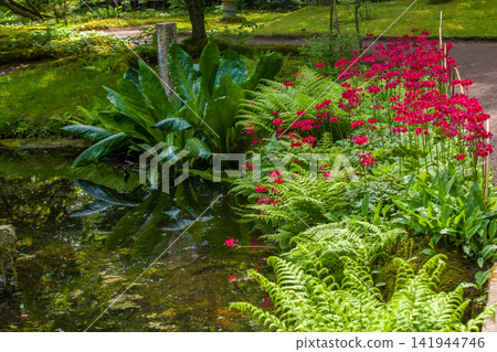 Red Primroses and Lysichiton camtschatcensis in Japanese garden in the Hague Red Primroses and Lysichiton camtschatcensis in Japanese garden in the Hague 141944746