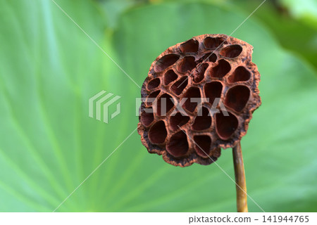 Lotus seeds 141944765