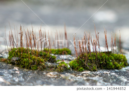 Macro View of Green Moss Microflora Growing on Weathered Concrete Surface with Tiny Brown Sporophytes Macro View of Green Moss Microflora Growing on Weathered Concrete Surface with Tiny Brown Sporophytes 141944852