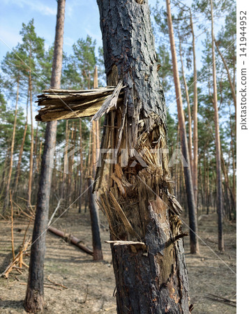 Forest habitat disrupted by shrapnel damage and fire marks, emphasizing environmental suffering during armed confrontation Forest habitat disrupted by shrapnel damage and fire marks, emphasizing environmental suffering during armed confrontation 141944952