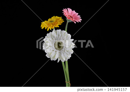 colorful daisies in front of black background colorful daisies in front of black background 141945157