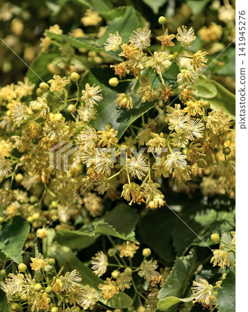 Blooming linden tree representing Tilia genus with fragrant blossoms and wide spreading canopy found throughout Europe and North America in temperate zones Blooming linden tree representing Tilia genus with fragrant blossoms and wide spreading canopy found throughout Europe and North America in temperate zones 141945276