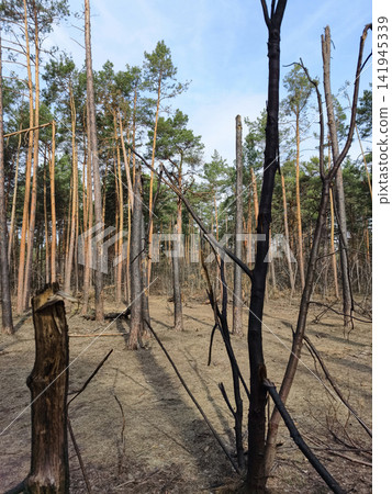 Blackened pine trees with shattered branches after an explosion, showing the stark consequences of military drone strikes on forests and wildlife 141945339