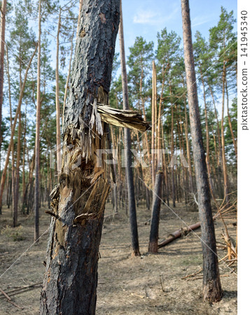 Scorched black trunks and fragmented tree crowns in a forest, showing the aftermath of explosive military events Scorched black trunks and fragmented tree crowns in a forest, showing the aftermath of explosive military events 141945340