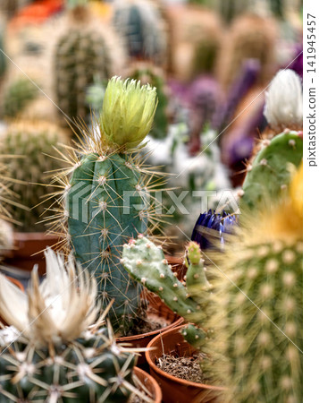 Charming potted cacti for sale at a nearby flower boutique Charming potted cacti for sale at a nearby flower boutique 141945457