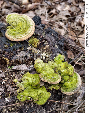 Large parasitic mushrooms on stump demonstrate ecological succession and fungal activity in forest ecosystems Large parasitic mushrooms on stump demonstrate ecological succession and fungal activity in forest ecosystems 141945484