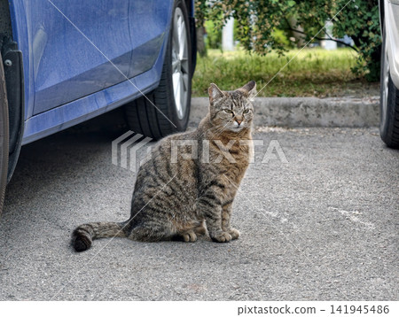 Weary homeless cat resting between two vehicles in an urban parking area, reflecting fatigue and the challenges of surviving as a street animal Weary homeless cat resting between two vehicles in an urban parking area, reflecting fatigue and the challenges of surviving as a street animal 141945486