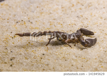 wild scorpion in the zoo 141945629
