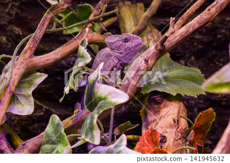 wild iguana in the zoo 141945632