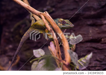 wild iguana in the zoo wild iguana in the zoo 141945633
