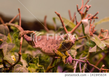 wild iguana in the zoo wild iguana in the zoo 141945634