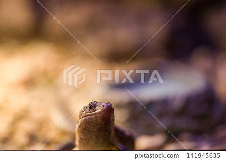 wild iguana in the zoo wild iguana in the zoo 141945635