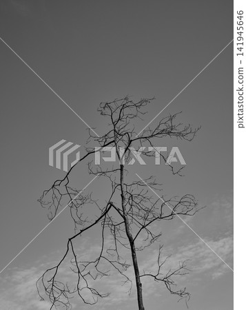 burnt trees in the forest burnt trees in the forest 141945646
