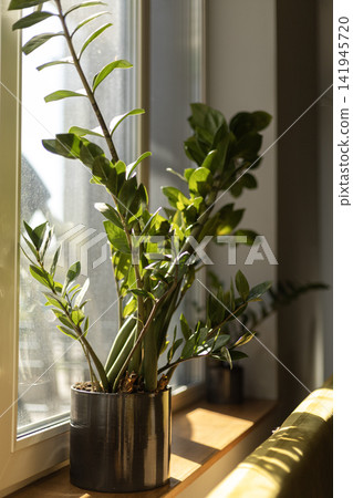 Jade plant in silver pot on sunny windowsill Jade plant in silver pot on sunny windowsill 141945720