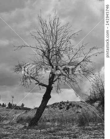 burnt trees in the forest burnt trees in the forest 141945746