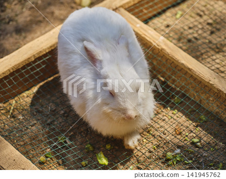beautiful white rabbit on a farm beautiful white rabbit on a farm 141945762
