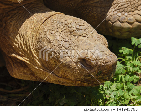 portrait of a beautiful african tortoise portrait of a beautiful african tortoise 141945763