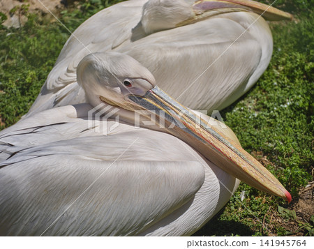 beautiful white big pelicans in nature beautiful white big pelicans in nature 141945764