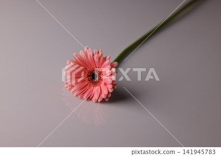 pink daisy on white background pink daisy on white background 141945783
